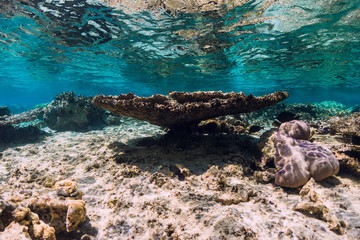 Underwater view with corals and fish in blue sea