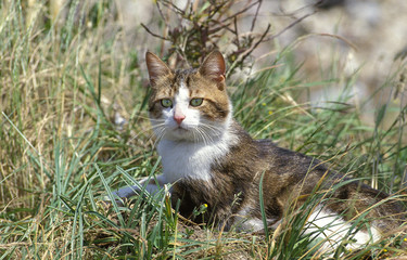 EUROPEEN BROWN TABBY ET BLANC