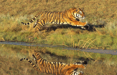 Naklejka na ściany i meble TIGRE DU BENGALE panthera tigris tigris