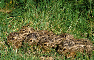 LIEVRE D'EUROPE lepus europaeus