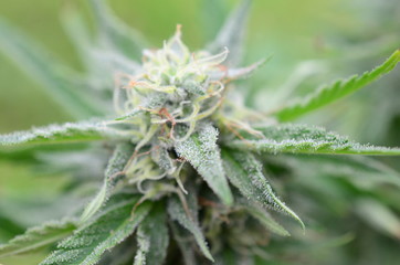 Abstract, soft focus using macro lens. Intense detail of flowering cannabis plant. Medical hemp growing on organic farm. Outdoor, natural lighting. Beautiful trichomes on cannabis plant. Healthy hemp