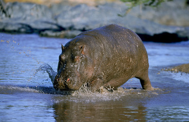HIPPOPOTAME hippopotamus amphibius