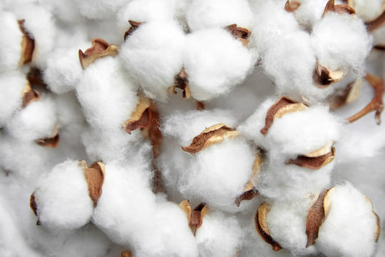 Cottony background. Cotton plant, white fluffy  flowers, closeup. Organic eco friendly material for the textile industry