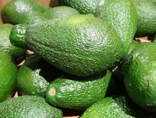  beautiful green avocado lies on the table