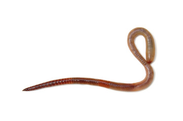 animal earth worm isolated on white