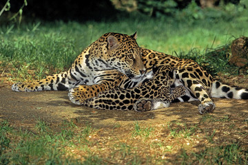 JAGUAR panthera onca
