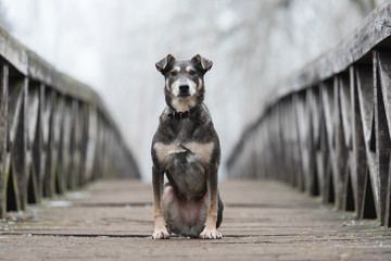 Dog sitting on a wooden bridge
