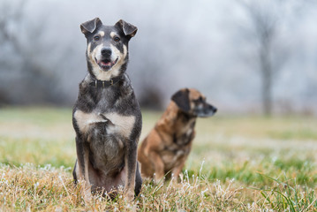 Two dog sitting in the park