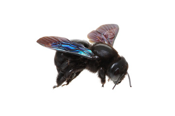 Black bumblebee isolated on white