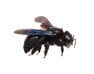 Bumblebee isolated on white background