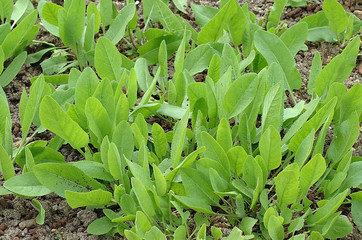 MENTHE COQ tanacetum balsamita