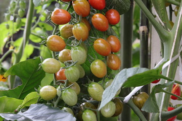 Photo of tomatos hanging on tomato tree in plantation.