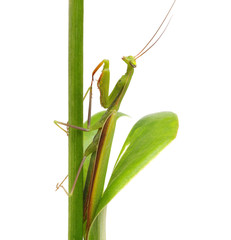 Green mantis on a plant