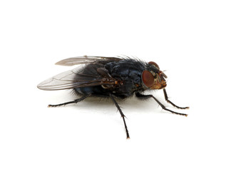 fly isolated on a white