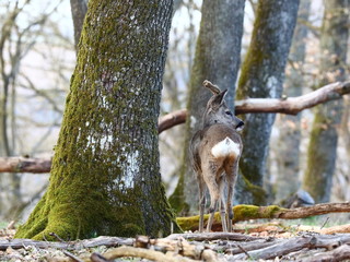 Rehbock im Winter
