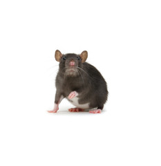 funny rat isolated on white