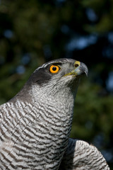 AUTOUR DES PALOMBES accipiter gentilis