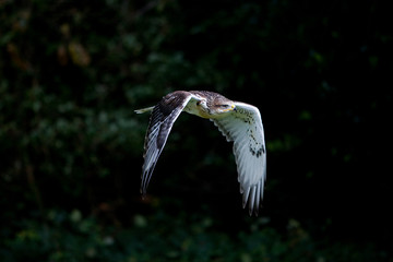 BUSE ROUILLEUSE buteo regalis