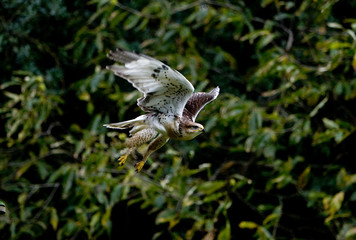 BUSE ROUILLEUSE buteo regalis