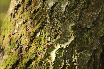 tree structure in the forest