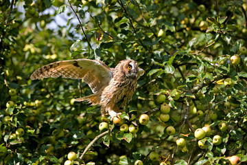 HIBOU MOYEN DUC asio otus