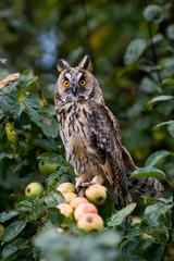 HIBOU MOYEN DUC asio otus