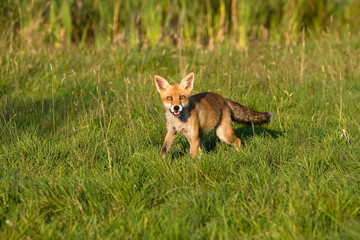 RENARD ROUX vulpes vulpes