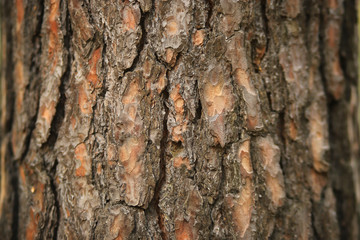 tree structure in the forest