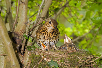 GRIVE MUSICIENNE turdus philomelos