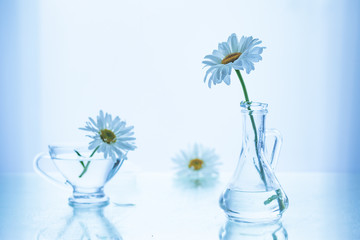 still life WITH GLASS and Chamomile .Symbol of purity, tenderness. Medical concept of organic medicine.