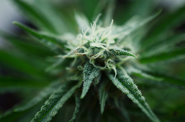 Beautiful flowering marijuana plant. Cannabis plant in flower. Natural medicine, higher healing. Cannabis industry, organic farming. Hemp buds, growing marijuana. Weed in bloom, outdoor lighting