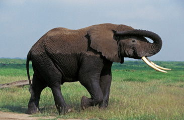 ELEPHANT D'AFRIQUE loxodonta africana