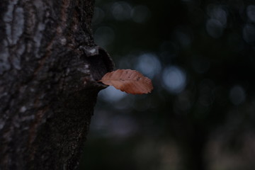 Fototapeta premium 落ち葉と枯れ葉