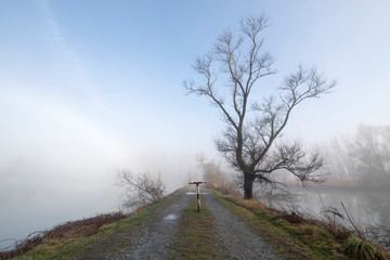 Forest Road over a Foggy Lake with a Baretree in Ticino, Switzerland.