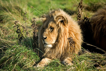Fototapeta na wymiar LION DE L'ANGOLA panthera leo bleyenberghi