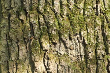 tree structure in the forest