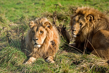 LION DE L'ANGOLA panthera leo bleyenberghi