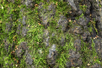 Obraz premium tree structure in the forest