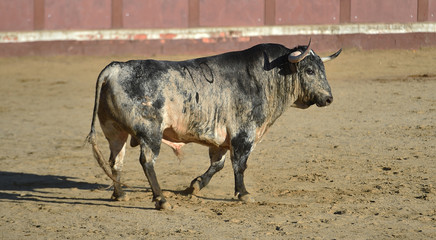 toro español poderoso con grandes cuernos