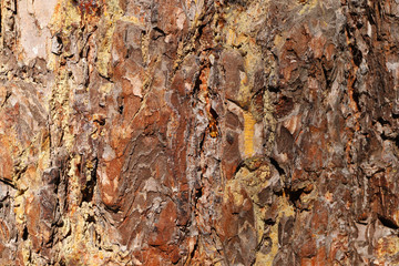 tree structure in the forest