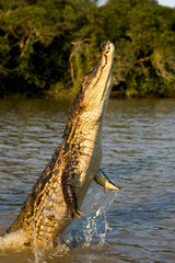 CAIMAN A LUNETTES caiman crocodilus