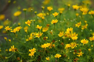 Fototapeta premium field of yellow flowers