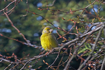 VERDIER D'EUROPE carduelis chloris