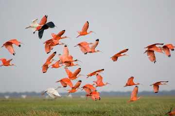 IBIS ROUGE eudocimus ruber