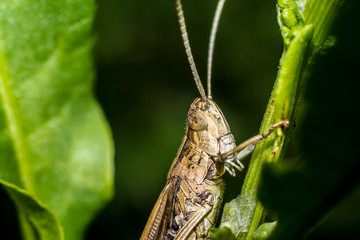 Grasshopper on the stem of a plant. Macro insects