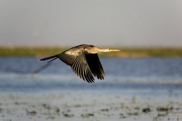 ANHINGA D'AMERIQUE anhinga anhinga