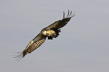 VAUTOUR AFRICAIN A DOS BLANC gyps africanus