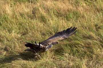 VAUTOUR AFRICAIN A DOS BLANC gyps africanus