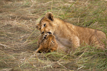 LION D'AFRIQUE panthera leo