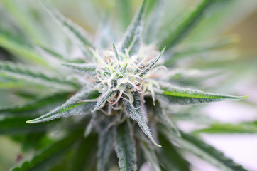 Beautiful flowering marijuana plant. Cannabis plant in flower. Natural medicine, higher healing. Cannabis industry, organic farming. Hemp buds, growing marijuana. Weed in bloom, outdoor lighting